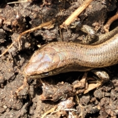 Lampropholis delicata at Banksia Street Wetland Corridor - 11 Dec 2023