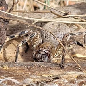 Neosparassus calligaster at Banksia Street Wetland Corridor - 11 Dec 2023