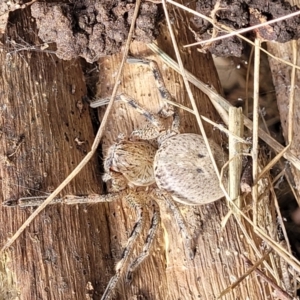 Neosparassus calligaster at Banksia Street Wetland Corridor - 11 Dec 2023