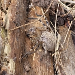 Neosparassus calligaster at Banksia Street Wetland Corridor - 11 Dec 2023