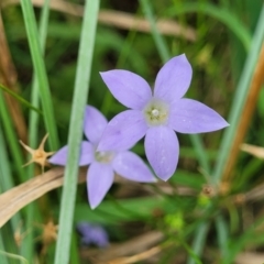 Wahlenbergia capillaris (Tufted Bluebell) at Banksia Street Wetland Corridor - 11 Dec 2023 by trevorpreston