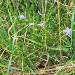 Wahlenbergia capillaris at Banksia Street Wetland Corridor - 11 Dec 2023