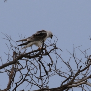 Elanus axillaris at Hume, ACT - 10 Dec 2023 06:59 PM