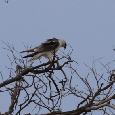 Elanus axillaris (Black-shouldered Kite) at Hume, ACT - 10 Dec 2023 by RodDeb
