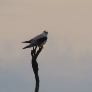 Elanus axillaris at Hume, ACT - 10 Dec 2023 06:59 PM