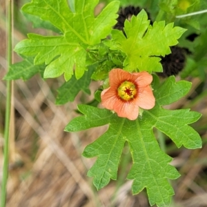 Modiola caroliniana at Banksia Street Wetland Corridor - 11 Dec 2023