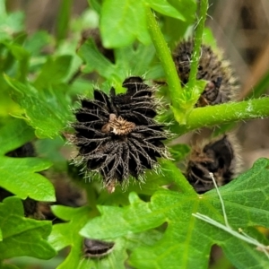 Modiola caroliniana at Banksia Street Wetland Corridor - 11 Dec 2023