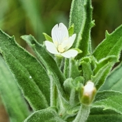 Epilobium hirtigerum (Hairy Willowherb) at Banksia Street Wetland Corridor - 11 Dec 2023 by trevorpreston