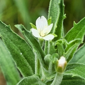 Epilobium hirtigerum at Banksia Street Wetland Corridor - 11 Dec 2023