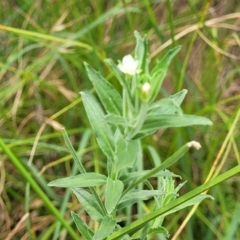 Epilobium hirtigerum at Banksia Street Wetland Corridor - 11 Dec 2023