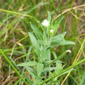 Epilobium hirtigerum at Banksia Street Wetland Corridor - 11 Dec 2023