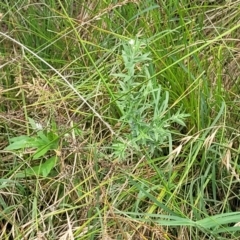 Epilobium hirtigerum at Banksia Street Wetland Corridor - 11 Dec 2023