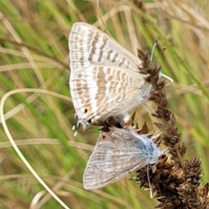 Lampides boeticus at Banksia Street Wetland Corridor - 11 Dec 2023 12:42 PM