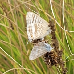 Lampides boeticus at Banksia Street Wetland Corridor - 11 Dec 2023 12:42 PM