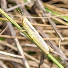 Macrotona australis (Common Macrotona Grasshopper) at Banksia Street Wetland Corridor - 11 Dec 2023 by trevorpreston