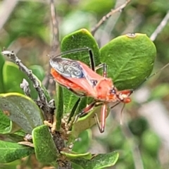 Gminatus australis (Orange assassin bug) at Banksia Street Wetland Corridor - 11 Dec 2023 by trevorpreston
