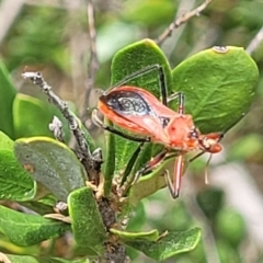 Gminatus australis at Banksia Street Wetland Corridor - 11 Dec 2023