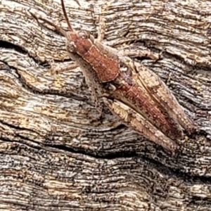 Phaulacridium vittatum at Banksia Street Wetland Corridor - 11 Dec 2023