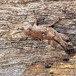 Phaulacridium vittatum at Banksia Street Wetland Corridor - 11 Dec 2023