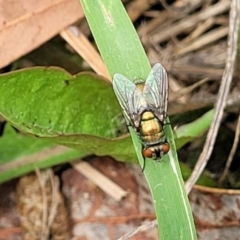 Lucilia sp. (genus) (A blowfly) at Banksia Street Wetland Corridor - 11 Dec 2023 by trevorpreston