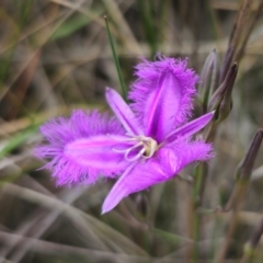 Thysanotus tuberosus (Common Fringe-lily) at QPRC LGA - 11 Dec 2023 by Csteele4