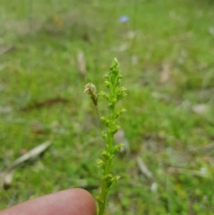 Microtis sp. at Mt Holland - 11 Dec 2023