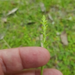 Microtis sp. at Mt Holland - 11 Dec 2023