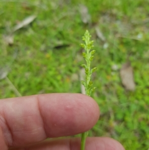 Microtis sp. at Mt Holland - 11 Dec 2023