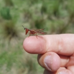 Campion sp. (genus) (Mantis Fly) at Mt Holland - 11 Dec 2023 by danswell