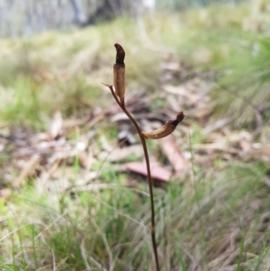 Gastrodia sp. at Mt Holland - 11 Dec 2023