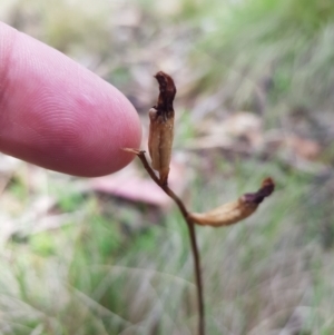 Gastrodia sp. at Mt Holland - 11 Dec 2023