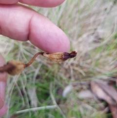 Gastrodia sp. at Mt Holland - 11 Dec 2023