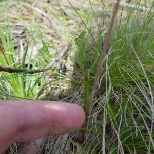 Thelymitra peniculata at Mt Holland - suppressed