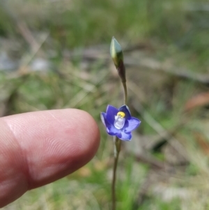 Thelymitra peniculata at Mt Holland - suppressed