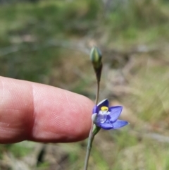 Thelymitra peniculata at Mt Holland - 11 Dec 2023