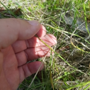 Anthosachne scabra at Mt Holland - 11 Dec 2023