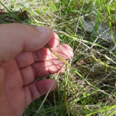 Anthosachne scabra (Common Wheat-grass) at Mt Holland - 10 Dec 2023 by danswell