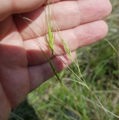 Anthosachne scabra at Mt Holland - 11 Dec 2023