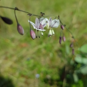 Arthropodium milleflorum at Mt Holland - 11 Dec 2023