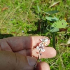 Arthropodium milleflorum at Mt Holland - 11 Dec 2023