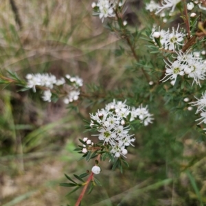 Kunzea ericoides at QPRC LGA - 11 Dec 2023