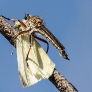 Dolopus rubrithorax at Namadgi National Park - 19 Nov 2023