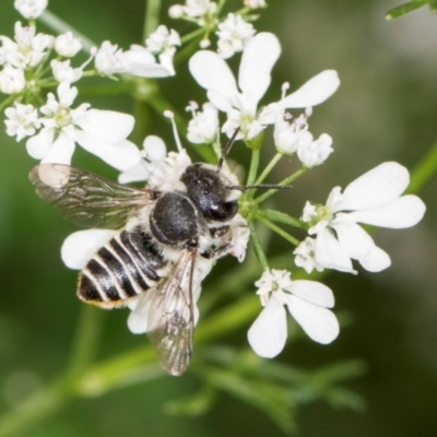 Megachile (Eutricharaea) serricauda (Leafcutter bee, Megachilid bee) at Higgins, ACT - 10 Dec 2023 by AlisonMilton