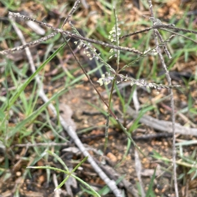 Cynodon dactylon (Couch Grass) at Bendoura, NSW - 10 Dec 2023 by JaneR