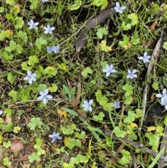 Lobelia pedunculata at QPRC LGA - 10 Dec 2023