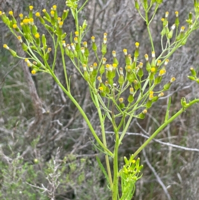 Senecio diaschides (Erect Groundsel) at Bendoura, NSW - 10 Dec 2023 by JaneR
