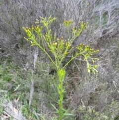 Senecio diaschides at QPRC LGA - 10 Dec 2023