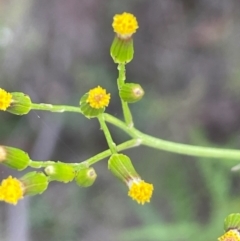 Senecio diaschides at QPRC LGA - 10 Dec 2023