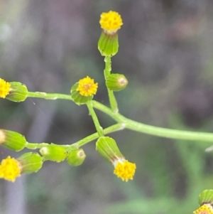 Senecio diaschides at QPRC LGA - 10 Dec 2023 02:03 PM