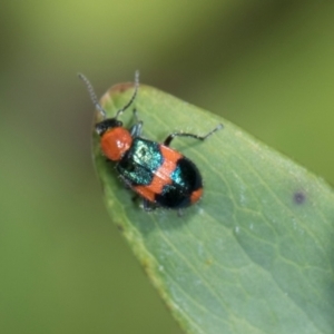 Dicranolaius bellulus at Higgins, ACT - 11 Dec 2023